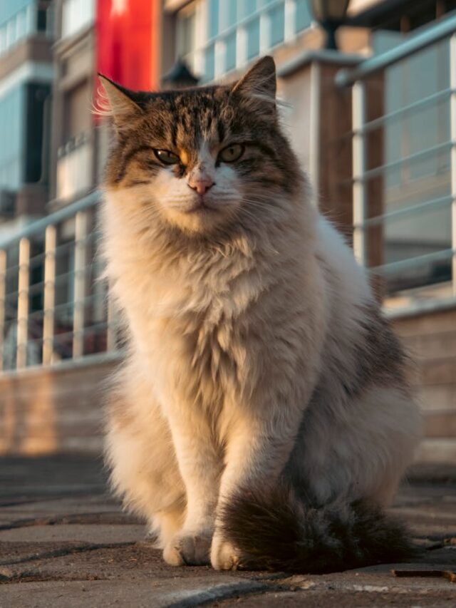 8 Most Giant Cats That Make Excellent Pets