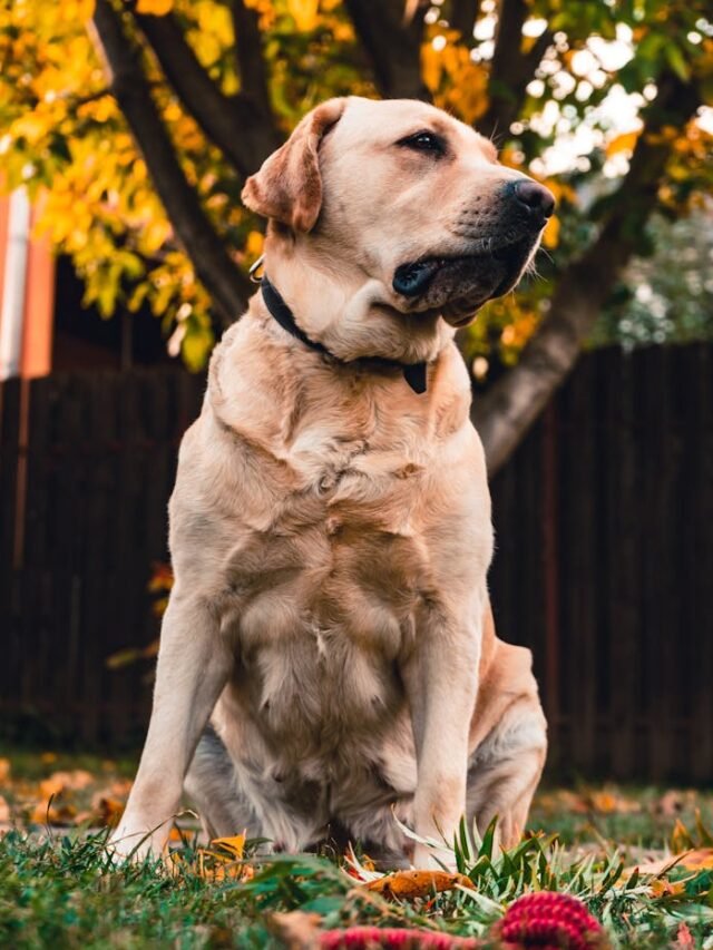 8 Good Names of A Labrador Retriever?