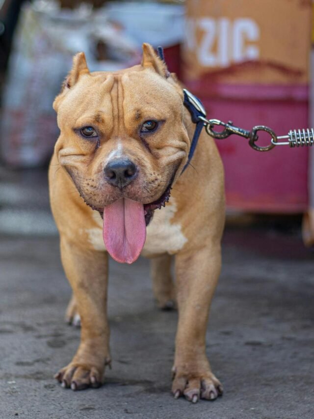 8 Types of Pitbulls Dog Breeds