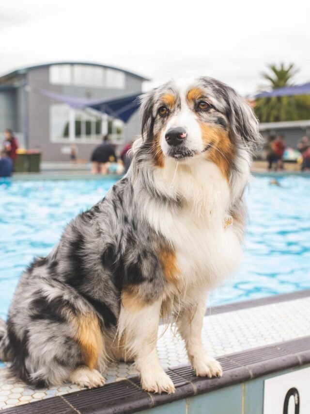 Australian Shepherds Traits Training and Loving Your Perfect Companion