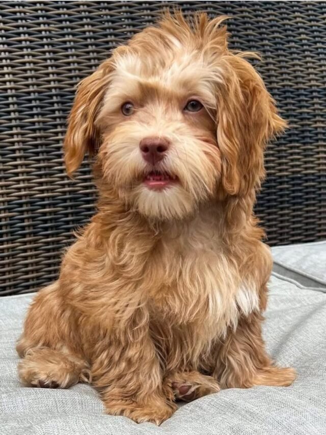 Havanese From Rarest to Most Common
