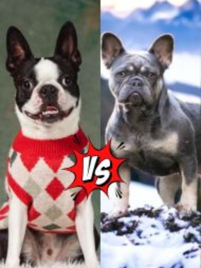 Boston Terrier vs French Bulldog Most Amazing Difference