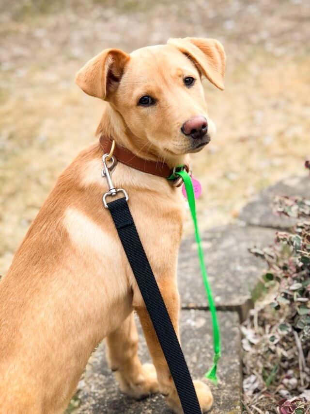 When Does A Labrador Retriever Reach Old Age?